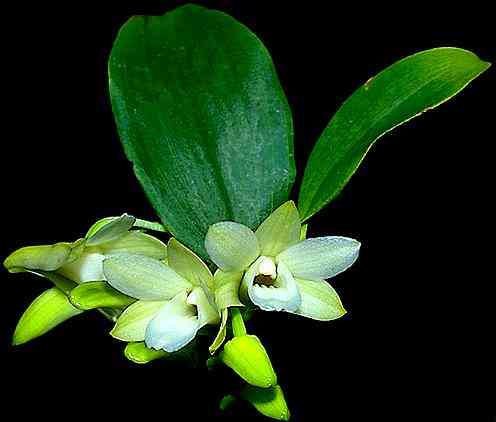 Dendrobium lamelatum
